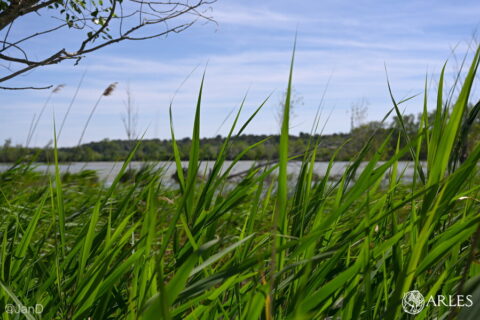 Image capturée lors du dévoilement du panneau d'information du site de Beauchamp et fête de Beauchamp en mai 2025. Photo : JanD / Ville d'Arles.