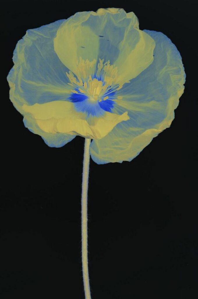 Agrandir l'image