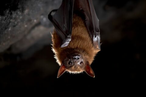 Image de chauve-souris pour illustration, créée avec Canva.