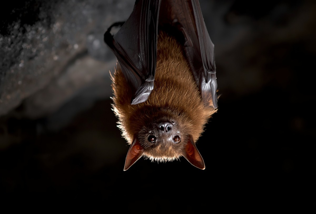 En Camargue, le jeu du chat et de la chauve-souris – Arles