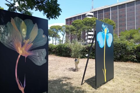 Image des panneaux photographiques installés dans le parc du centre hospitalier d'Arles dans le cadre de la 57ème édition des Rencontres. Photo : Ville d'Arles.