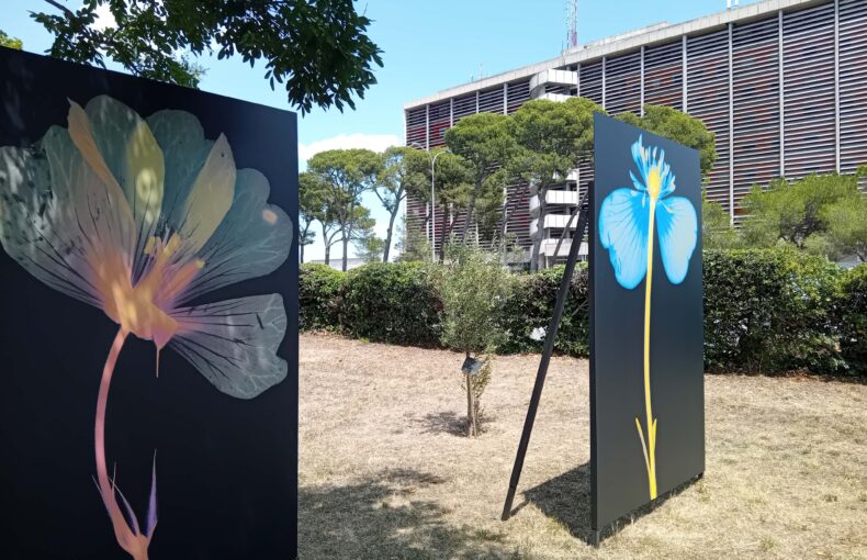 Image des panneaux photographiques installés dans le parc du centre hospitalier d'Arles dans le cadre de la 57ème édition des Rencontres. Photo : Ville d'Arles.