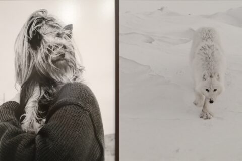 Photos de l'exposition "Modèle animal" à la Mécanique Générale dans le cadre des Rencontres d'Arles 2026.