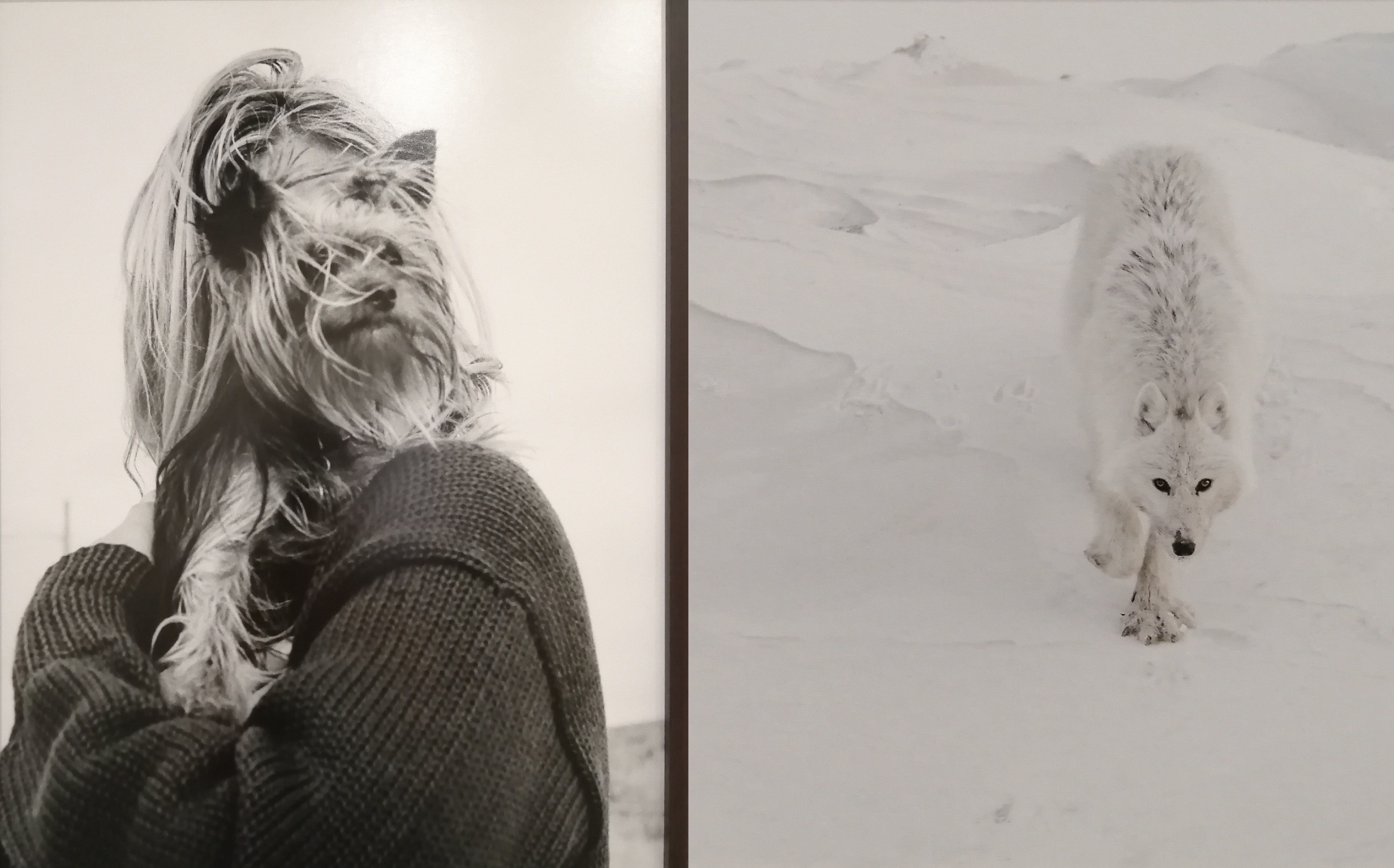 Les Rencontres, entre chiens, loups et autres bêtes – Arles