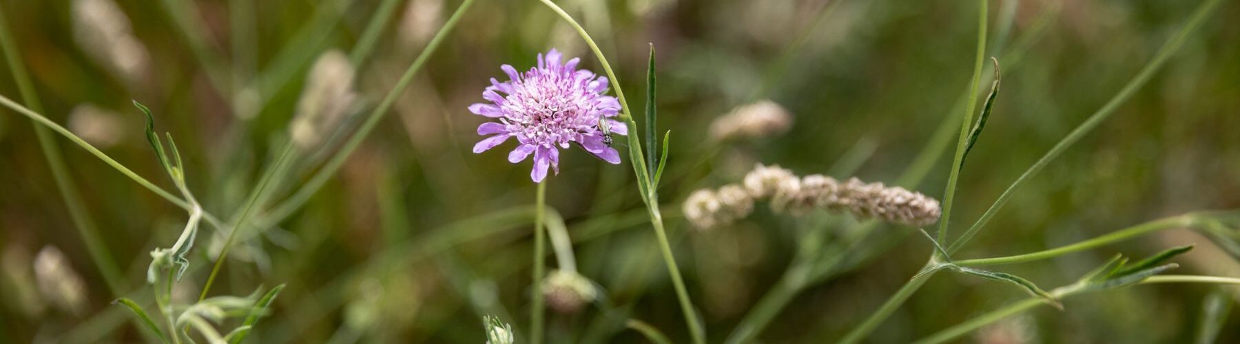 Agir pour la biodiversité