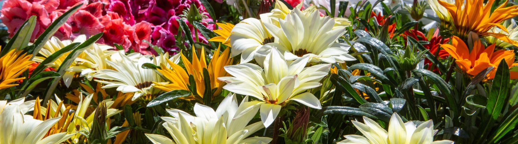 Le concours Arles en fleurs