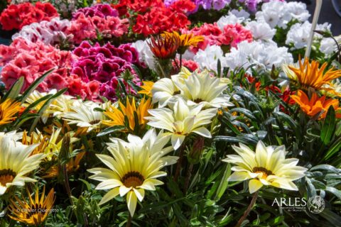Le concours Arles en fleurs
