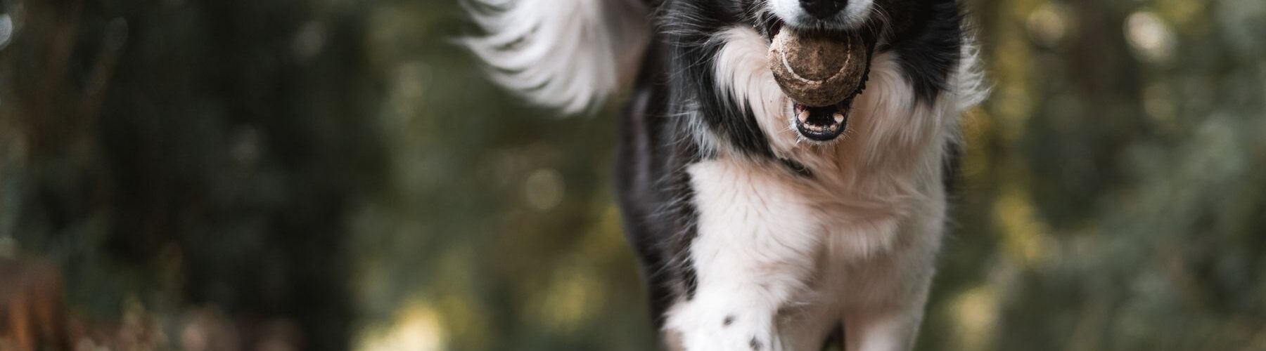 Les déjections canines