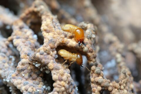 Lutter contre les termites