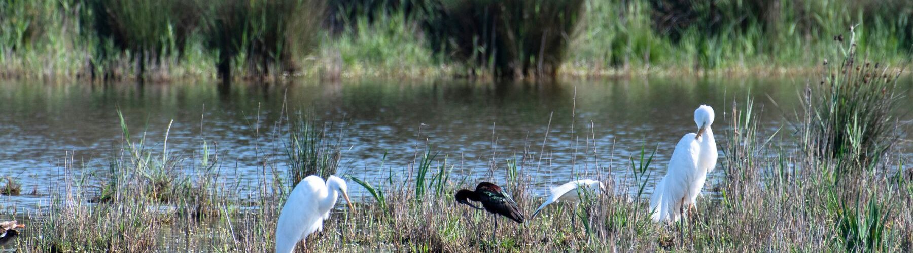 Présentation de l'ABC de la Ville d'Arles
