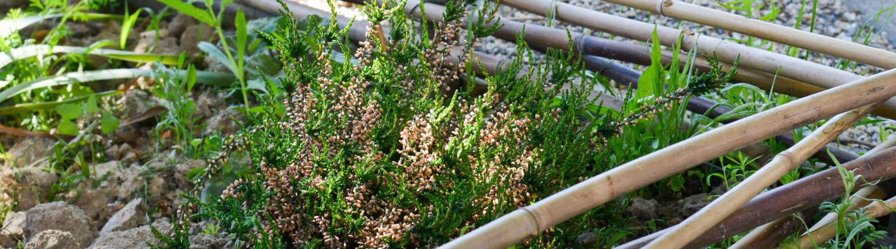 Végétaliser un espace public