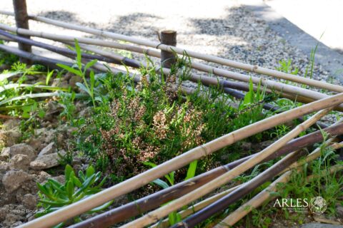 Végétaliser un espace public